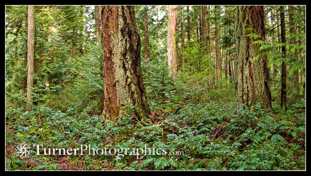 Panoramic Douglas-fir & Western Hemlock forest