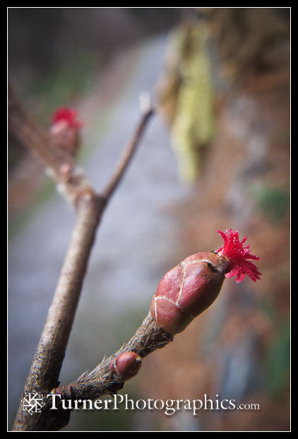 Corylus avellana female blossom