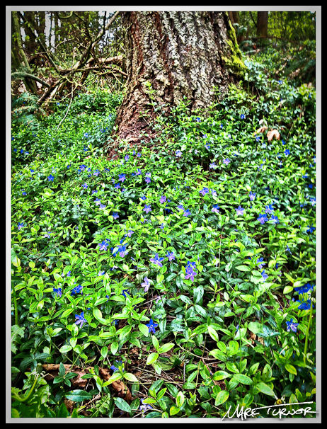 Vinca minor at base of Douglas-fir