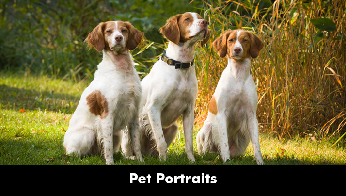 Pet Portraits