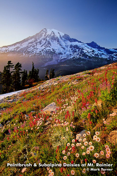 0020448 Mt. Rainier south face fr Plummer Pk w/ Indian Paintbrush & Subalpine Daisies in wildflower meadow, sunset [Castilleja parviflora; Erigeron peregrinus]. Mt. Rainier NP, WA. © Mark Turner