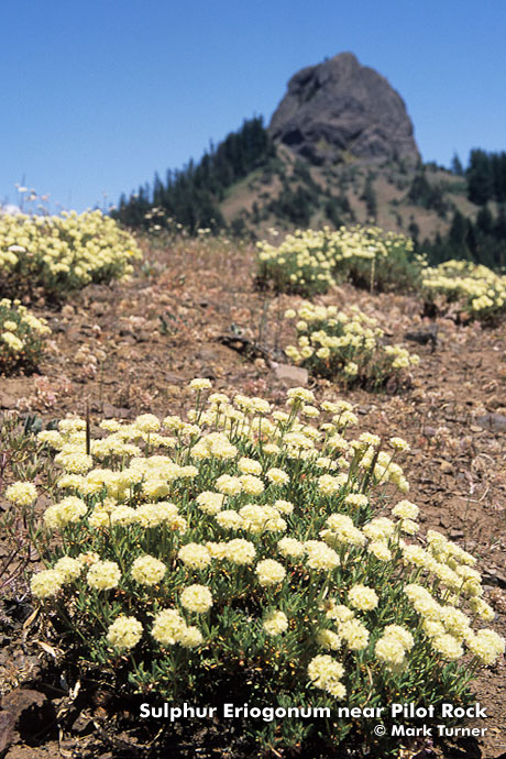 0415197 Sulphur Eriogonum w/ Pilot Rock bkgnd [Eriogonum umbellatum]. Cascade-Siskiyou NM Pilot Rock, OR. © Mark Turner