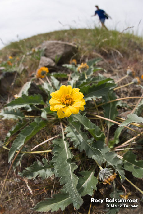 0702671 Rosy Balsamroot, extreme wide angle w/ hiker on horizon [Balsamorhiza rosea]. Richland, Badger Mtn., WA. © Mark Turner