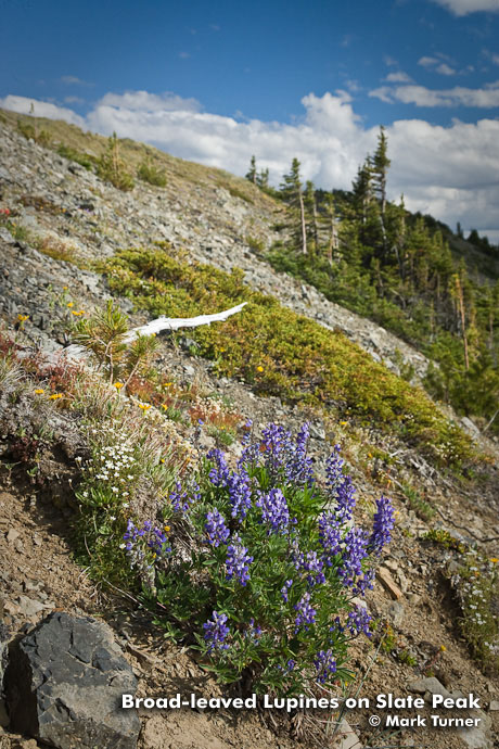 0811059 Broad-leaved Lupines on alpine scree slope w/ Spotted Saxifrage & Mountain Juniper [Lupinus latifolius; Juniperus communis]. Okanogan NF Slate Peak, WA. © Mark Turner