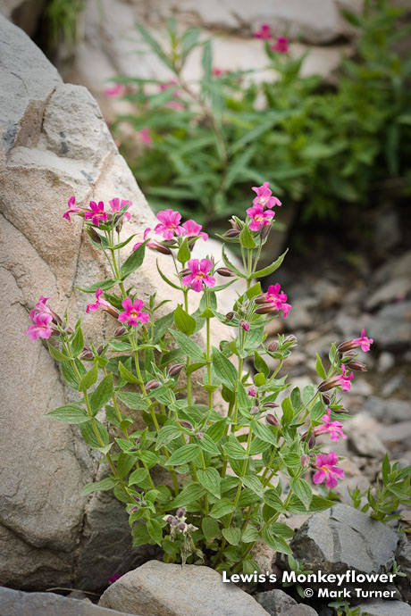 0811156 Lewis's Monkeyflower [Mimulus lewisii]. Okanogan NF Harts Pass Rd, WA. © Mark Turner