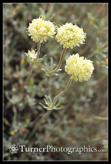 Douglas's Buckwheat