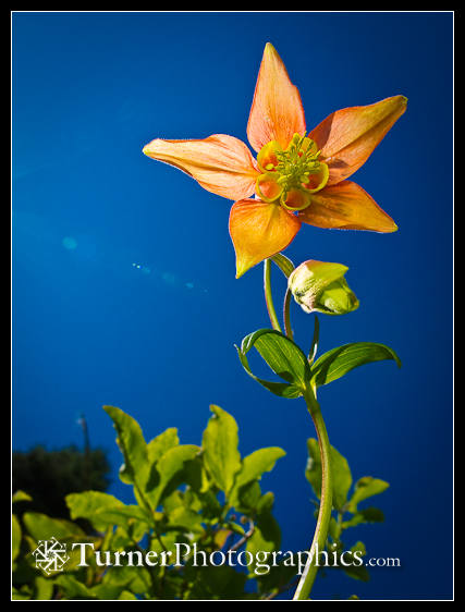 Reflected light on columbine