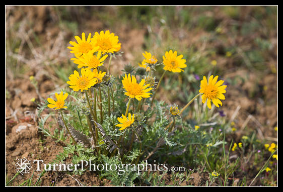 Hooker's Balsamroot 