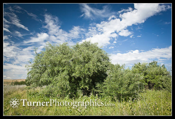 Autumn Olive at Dalton Lake