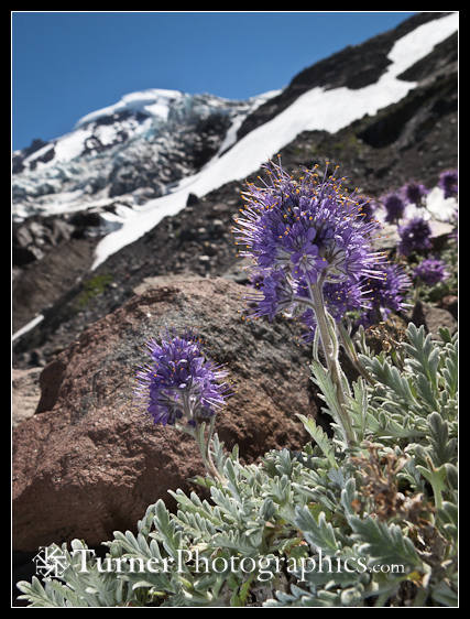 Silky Phacelia near Mt. Baker