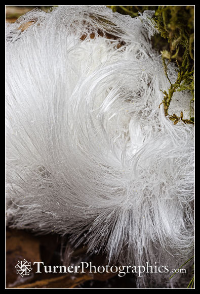 1300040 Frost flowers (hair ice). Lake Padden Park, Bellingham, WA. © Mark Turner