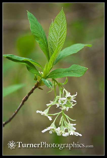 Photo: Indian Plum blossoms
