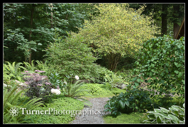 Photo: Indian Plum in a garden