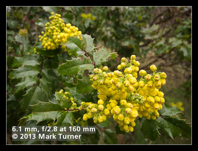 Oregon-grape blossoms, wide aperture, telephoto lens, close-up