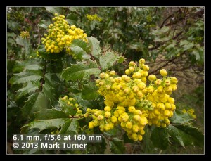 Tall Oregon-grape blossoms & foliage