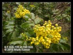 Tall Oregon-grape blossoms & foliage