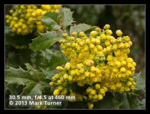 Tall Oregon-grape blossoms & foliage