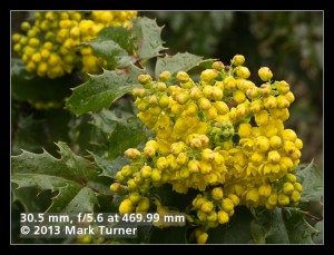 Tall Oregon-grape blossoms & foliage