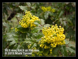 Tall Oregon-grape blossoms & foliage