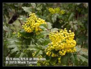 Tall Oregon-grape blossoms & foliage