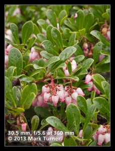Kinnickinnick blossoms & foliage