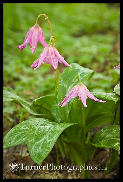 Pink Fawn Lilies