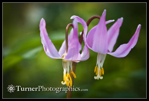 Pink Fawn Lily blossoms