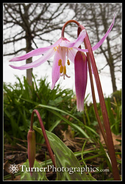 Hybrid Fawn Lily Blossoms