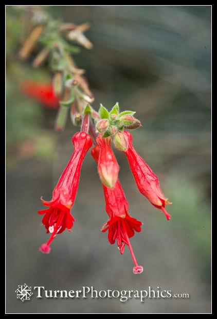 California Fuchsia Blossoms