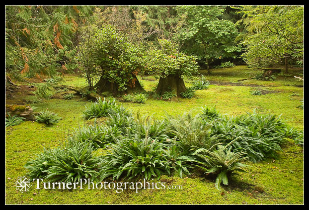 0314703 Deer Ferns in moss garden w/ Salal on decaying stumps bkgnd [Blechnum spicant; Gaultheria shallon]. Bloedel Reserve, Bainbridge Is., WA. © Mark Turner