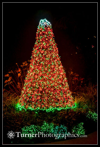 Mini-light Poinsettia Christmas tree