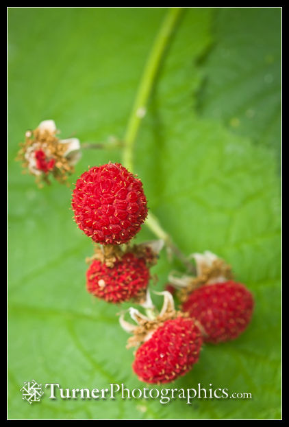 Thimbleberry fruit