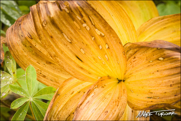 Green Corn Lily autumn foliage