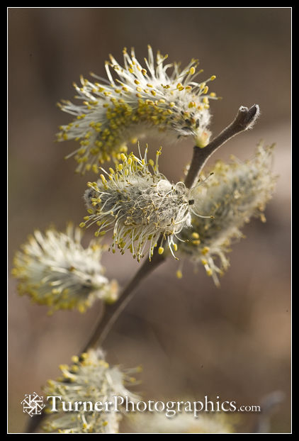 Scouler's Willow male catkins