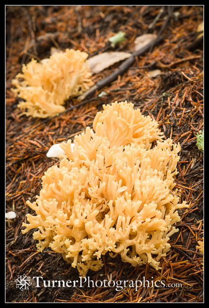 Coral fungi [Ramaria sp.]