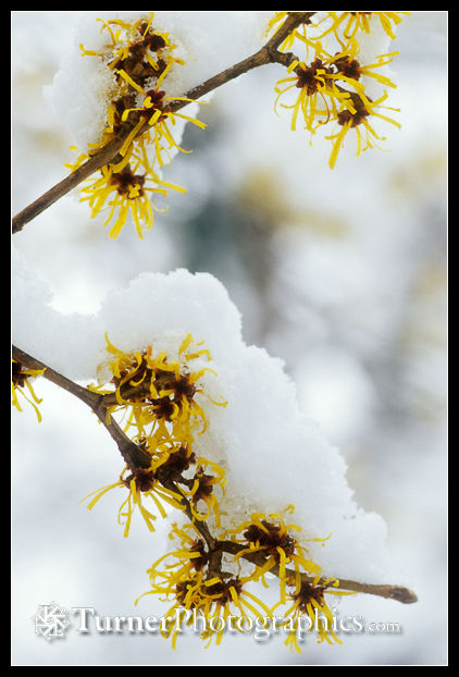 Chinese Witchhazel blossoms