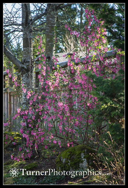 Red-flowering Currant against wooden fence
