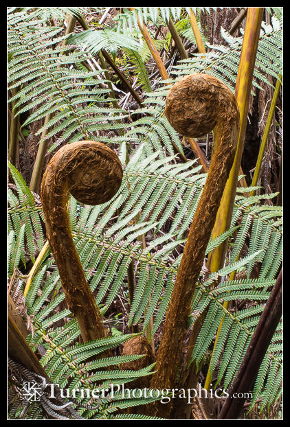 Hawaiian Tree Fern