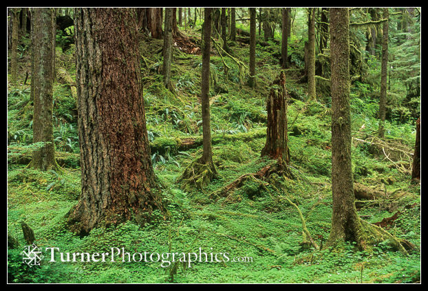 Redwood Sorrel
