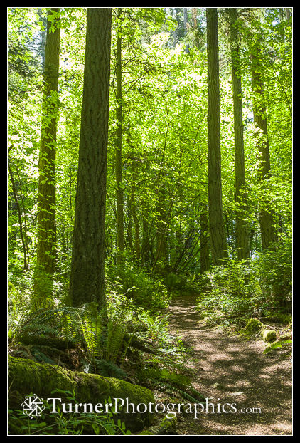 1501114 Backlit Douglas Maples, Douglas-firs, Sword Ferns along trail [Acer glabrum var. douglasii; Pseudotsuga menziesii; Polystichum munitum]. Vendovi Island, WA. © Mark Turner