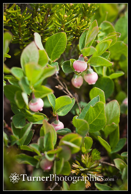 Cascade Blueberry blossoms