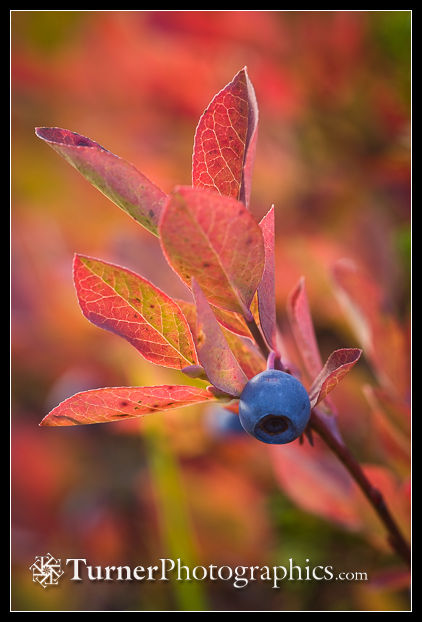 Cascade Blueberry fruit