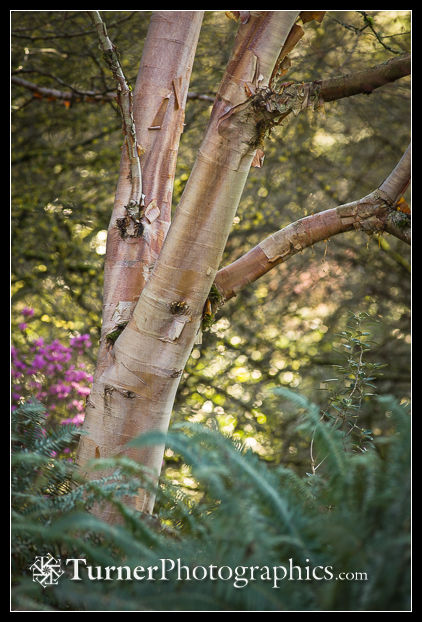 Chinese Red Birch trunk