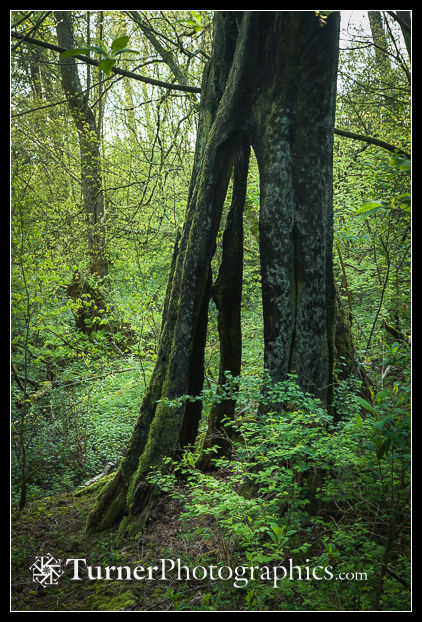 Burned hollow tree