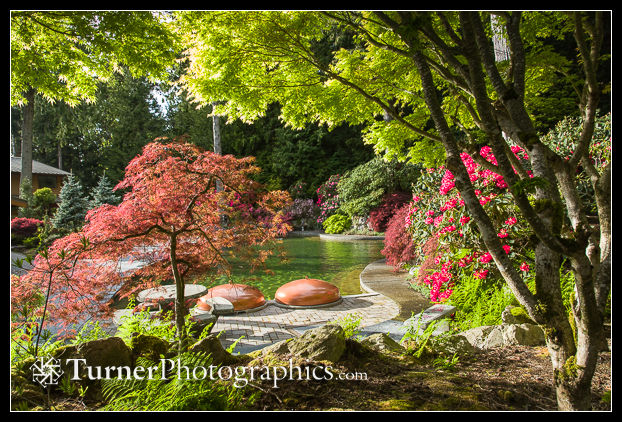 Japanese Maples in a garden