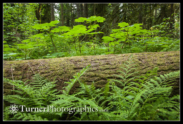 Sharp & soft in the forest