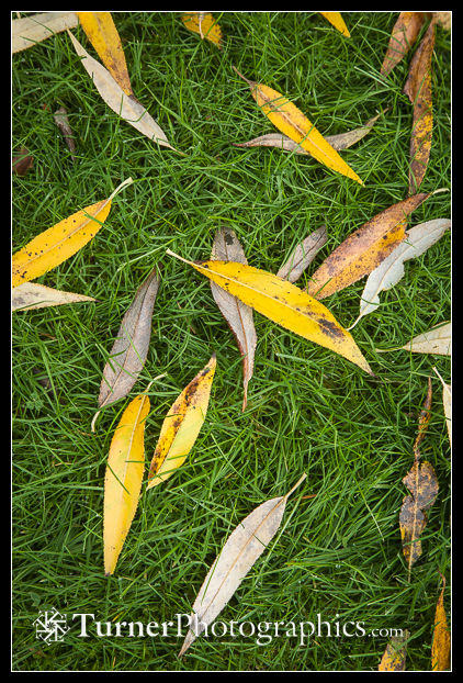 Pacific Willow fallen leaves