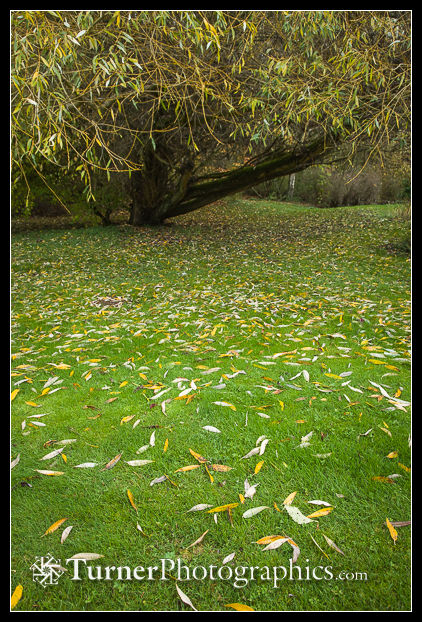 Fallen Pacific Willow leaves