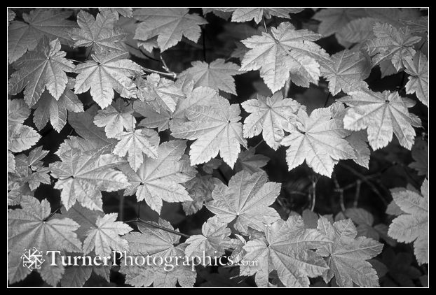 Vine Maple Leaves