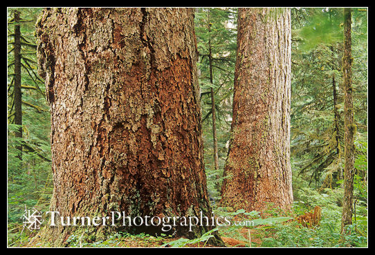 Old-growth Douglas-fir